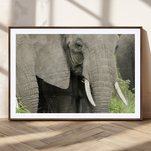 Wild Elephant Wall Art Canvas Print