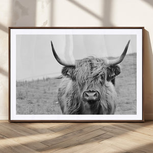 Newfoundland Cow Art Wall Art, Black White Cow Art Wall Art