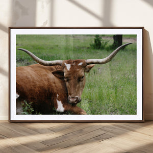 Longhorn Cow Animal Wall Art Canvas Print