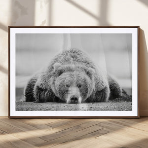 Resting Grizzly Bear Wall Art Canvas Print – Majestic Lazy