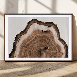 Rustic Wood Rings Wall Art | Nature-Inspired Tree Ring