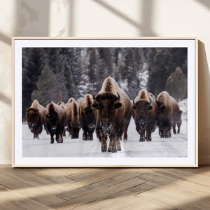 Bison Wall Art Canvas Print- Bison Herd Canvas Wall Art –
