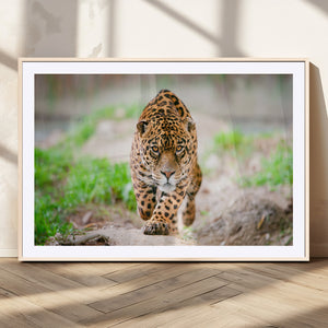 Leopard on the Prowl - Stunning Large Framed Leopard Wall