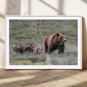 Wildlife Photography of 399 Grizzly Bear Cubs | Queen of the