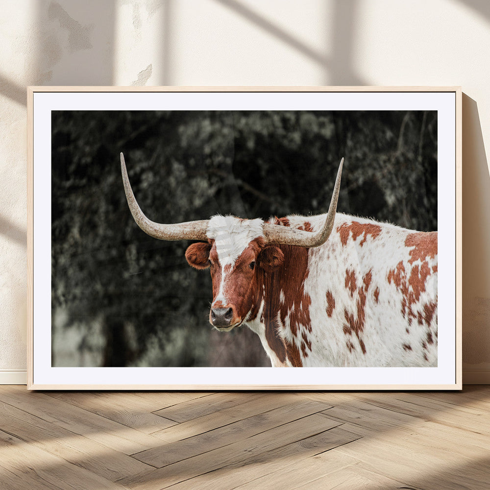Texas Longhorn Wall Art Canvas Print – Framed Spotted Bull