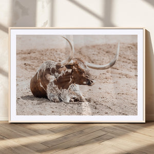 Texas Longhorn Wall Art Canvas Print – Framed Resting Bull
