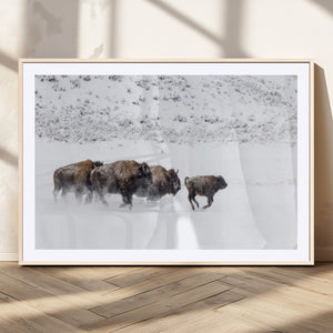 Bison Herd Decor Wall Art Canvas Print – Framed Snowy Bison