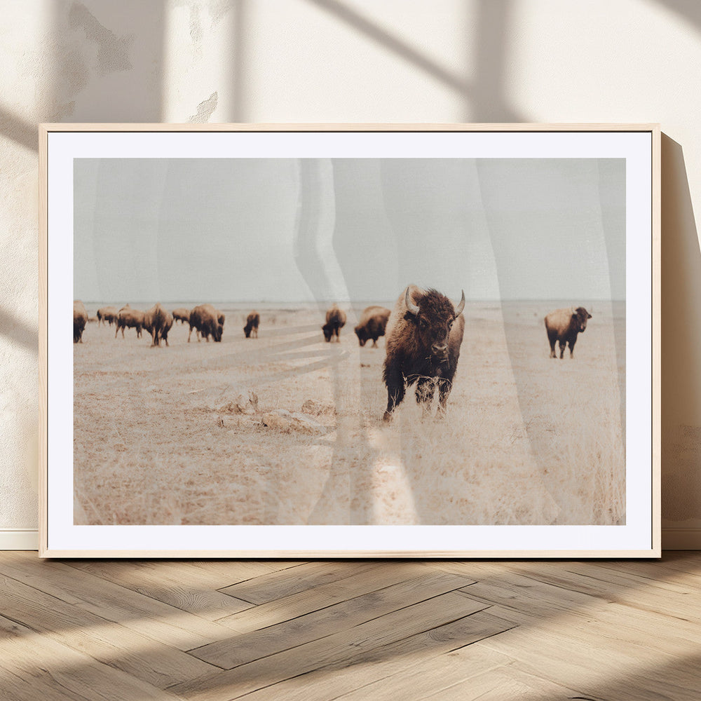 Bison Herd Wall Art Canvas Print, Framed Western Landscape