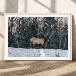 Wild Elk Wall Art Canvas Print – Framed Winter Wildlife