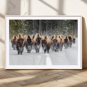 American Bison Herd Wall Art Canvas Print – Powerful Winter