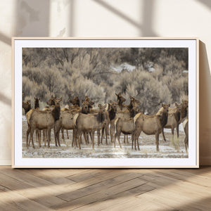 Majestic Elk Herd Winter Canvas, Elk Herd Winter Landscape