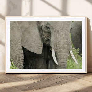 Wild Elephant Wall Art Canvas Print