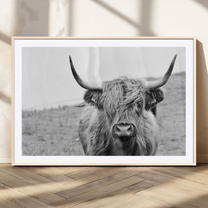Newfoundland Cow Art Wall Art, Black White Cow Art Wall Art