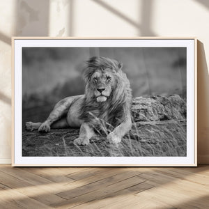 King Forest Lion Wall Art Canvas Print – Framed Majestic