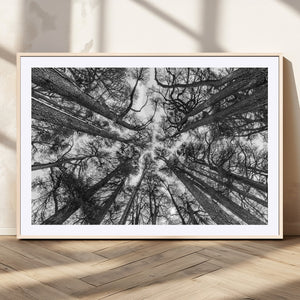 Trees Contemporary Art Canvas Print