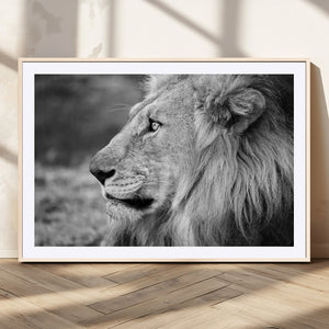African Lion Wall Art Canvas Print – Majestic Wildlife