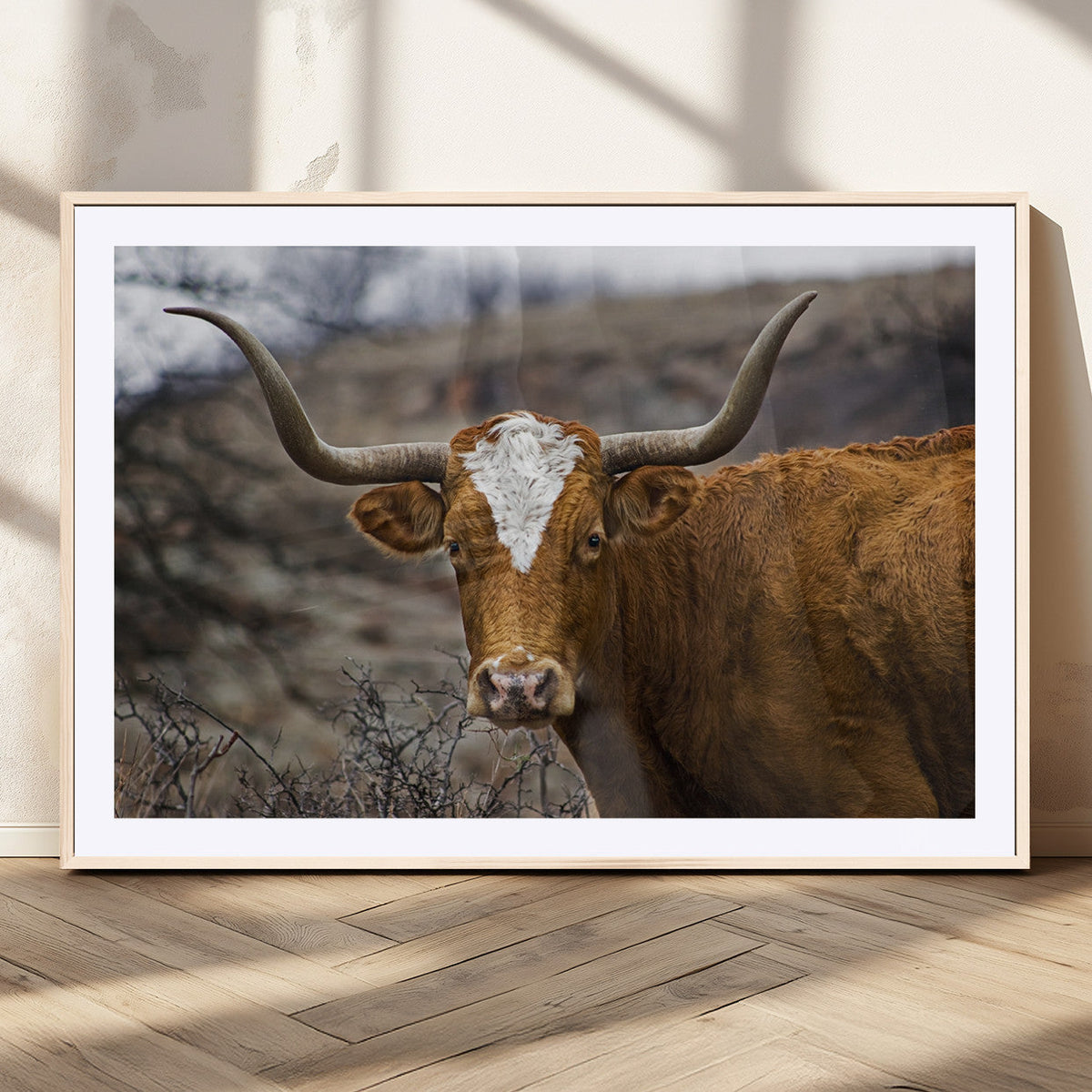 Texas Longhorn Canvas Wall Art - Longhorn Steer Canvas Wall