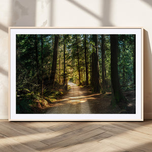 Sunlit Forest Pathway Canvas Print | 3 Panel Large Nature