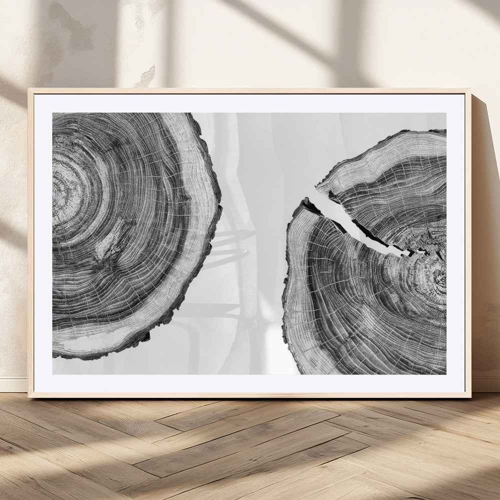 Abstract Large Tree Rings – Minimalist Black and White Wood