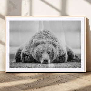 Resting Grizzly Bear Wall Art Canvas Print – Majestic Lazy
