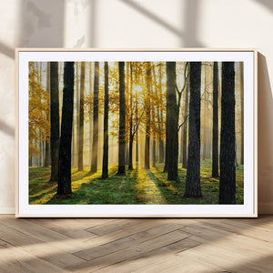 Sunlit Forest Wall Art Canvas Print – Large Framed Woodland