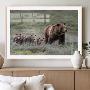 Wildlife Photography of 399 Grizzly Bear Cubs | Queen of the