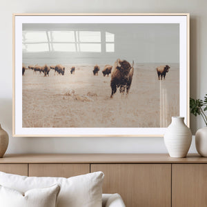 Bison Herd Wall Art Canvas Print, Framed Western Landscape