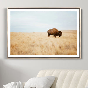 Buffalo Wall Art Canvas Print – Framed Western Wildlife