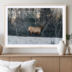 Wild Elk Wall Art Canvas Print – Framed Winter Wildlife