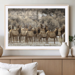 Majestic Elk Herd Winter Canvas, Elk Herd Winter Landscape