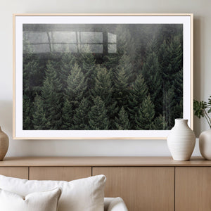 Dense Evergreen Forest Misty Morning Fog Pine Trees Woodland