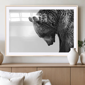 Black and White Grizzly 399 Bear Canvas Print Wall Art |
