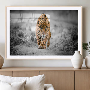 Jaguar Wall Art Canvas Print - Majestic Big Cat in Focused