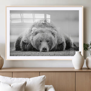 Resting Grizzly Bear Wall Art Canvas Print – Majestic Lazy