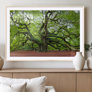 Framed Angel Oak Tree Wall Art - 3-Panel Canvas Prints,