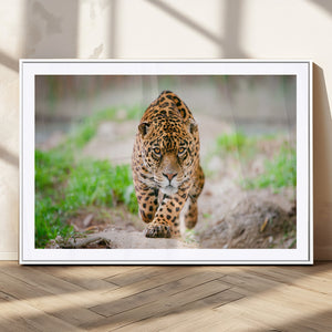 Leopard on the Prowl - Stunning Large Framed Leopard Wall