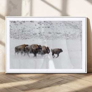 Bison Herd Decor Wall Art Canvas Print – Framed Snowy Bison