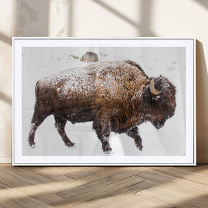 Snowy Buffalo Wall Art Canvas Print – Framed Wildlife
