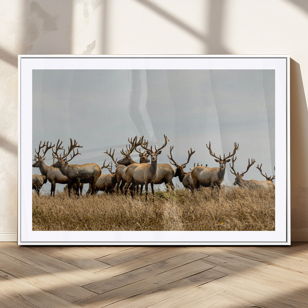 Elk Herd Wall Art Canvas Print – Framed Wildlife Photography