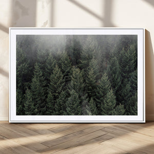 Dense Evergreen Forest Misty Morning Fog Pine Trees Woodland