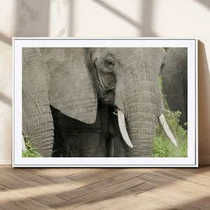 Wild Elephant Wall Art Canvas Print