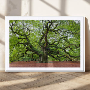 Framed Angel Oak Tree Wall Art - 3-Panel Canvas Prints,