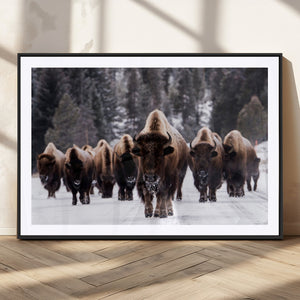 Bison Wall Art Canvas Print- Bison Herd Canvas Wall Art –
