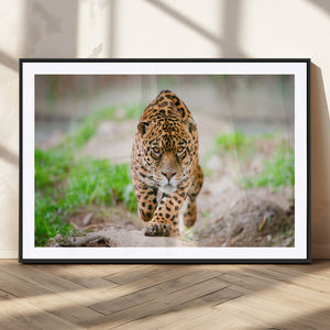 Leopard on the Prowl - Stunning Large Framed Leopard Wall