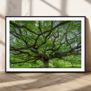 Angel Oak Tree Wall Art Canvas Print – Framed Majestic