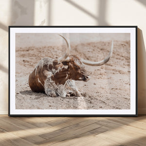 Texas Longhorn Wall Art Canvas Print – Framed Resting Bull