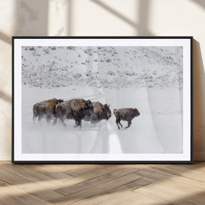 Bison Herd Decor Wall Art Canvas Print – Framed Snowy Bison
