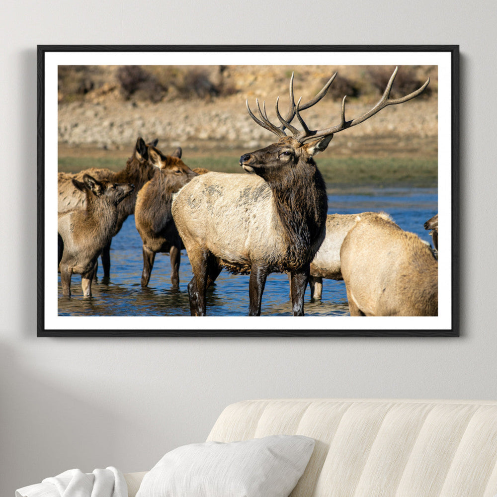 Wild Elk Wall Art Canvas Print – Framed Neutral Wildlife
