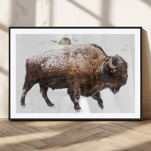 Snowy Buffalo Wall Art Canvas Print – Framed Wildlife