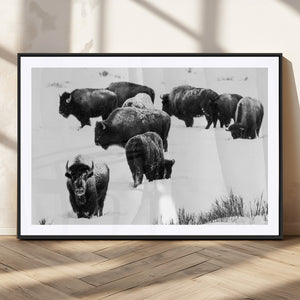 Buffalo Herd Wall Art Canvas Print – Framed Black and White